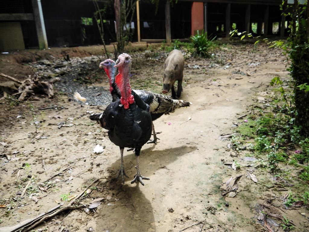 Bilit Rainforest Lodge Sandakan Dış mekan fotoğraf